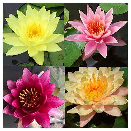 Award-Winning Pre-Grown Hardy Water Lilies