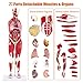 SFXYJ Human Anatomy Muscle Model, 27 Part 1/2 Life Size 33” Human Body Muscular System Model with Removable and Muscle Anatomy Includes Detailed Color Product Manual for Medical Educational Training