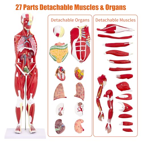 Image of SFXYJ Human Anatomy Muscle Model, 27 Part 1 /2 Life Size 33 inch Human Body Muscular System Model with Removable and Muscle Anatomy Includes Detailed Color Product Manual for Medical Educational Training
