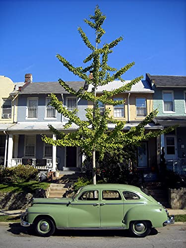 Jurassic Ginkgo | Tree Seed Grow Kit | The Jonsteen Company #TOP6