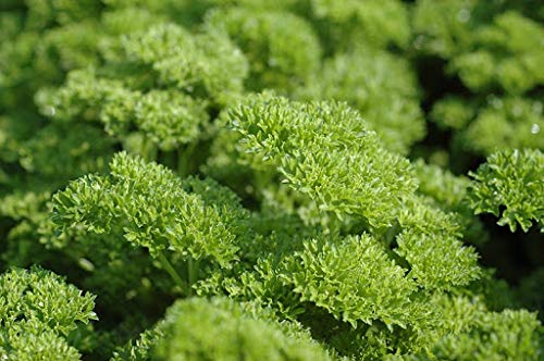 Peterselie Curly, Donkergroen - Afbeelding 3