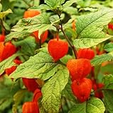 TomorrowSeeds - Chinese Lantern Plant Seeds - 200+ Count - For 2026 Planting Physalis Alkekengi Red Orange Husk Ornamental Ground Cherry Cape Gooseberry Tomatillo Grow Your Own Home Farm Patio Healthy