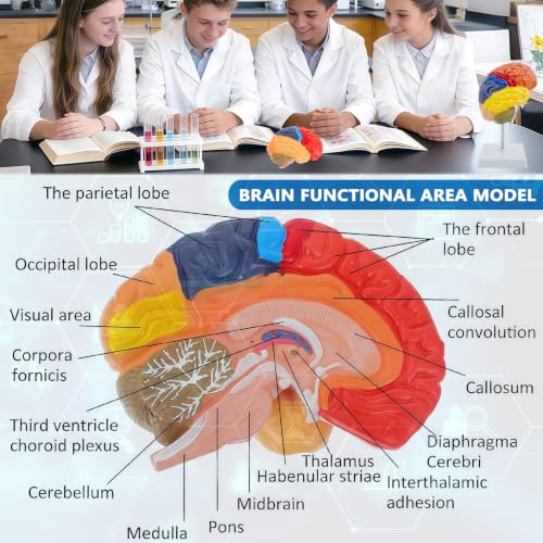 Image of Life-Size Human Brain Anatomical Model,Color-Coded Partitioned Half Brain for Student Study,Teaching Demonstration and Medical Education Display