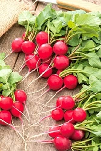 Patika Botanik 500 Adet Fındık Turp Tohumu - Görsel 6