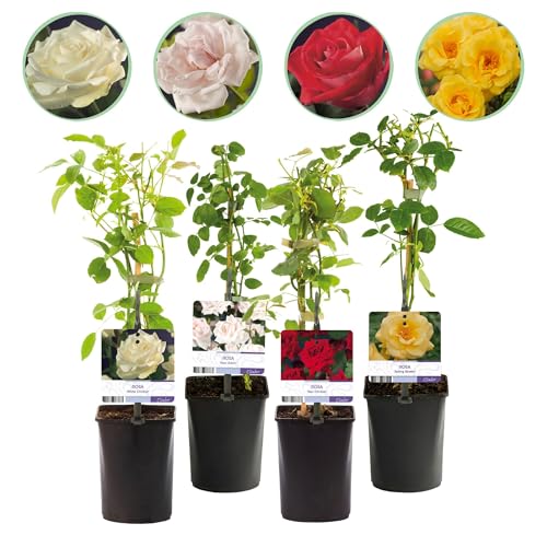 GreenboutiQ - Rosier grimpant - Rosa Rainbow - Fleurs Rose Blanc Jaune Rouge - Peu d'entretien - 4 plantes - Pot 11cm Hauteur 40cm