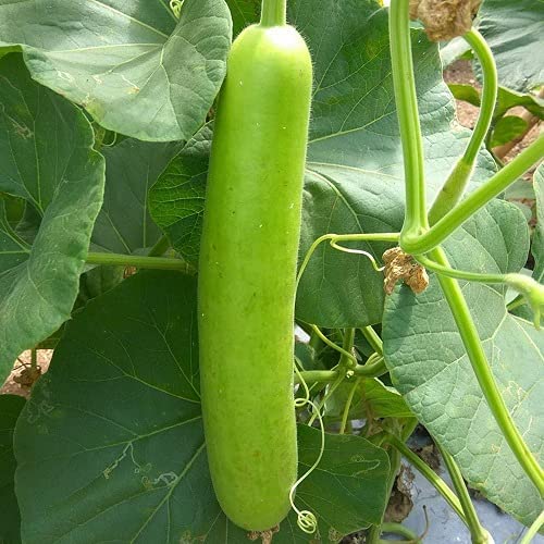 Floriculture Greens Bottle gourd Ghiya Lauki Loki Outdoor Gardening Vegetable Plant Seeds Pack (B0B8RZ1R3C) Amazon Price History, Amazon Price Tracker