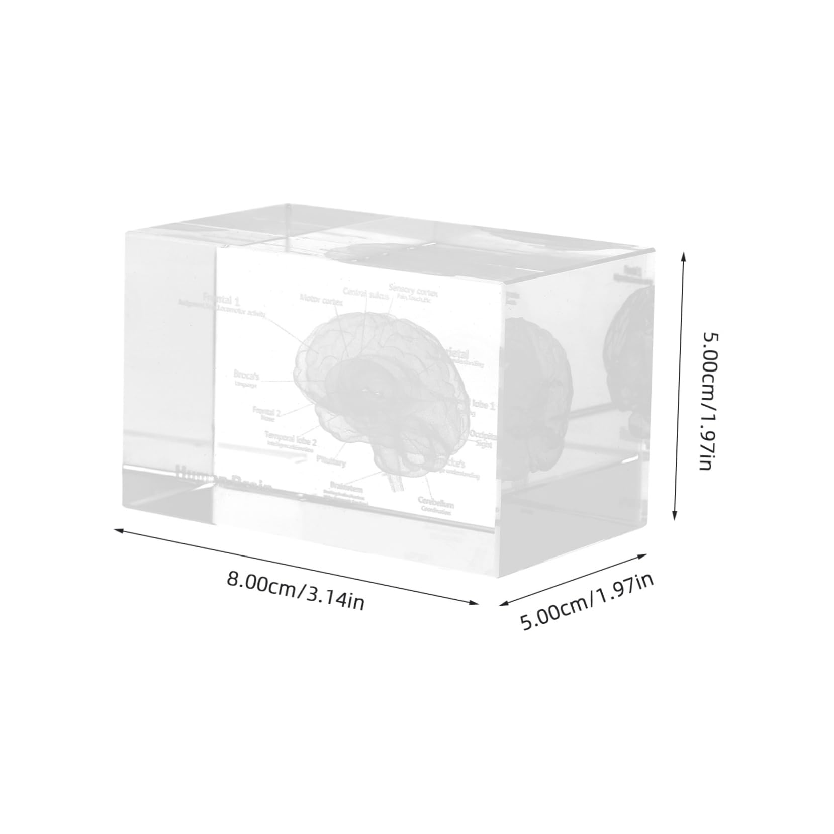 GLEAVI Crystal Lung Anatomical Model Realistic Structure 3d Paperweight Decorative Anatomy Figurine for Boys and Girls