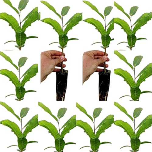 ¡¡¡ 10 Plantas !!! natural Castanea Sativa, Castaño. 20-30 cm. En cepellón. Plantar un castaño aporta sombra, frutos deliciosos, mejora el suelo y fomenta la biodiversidad local.