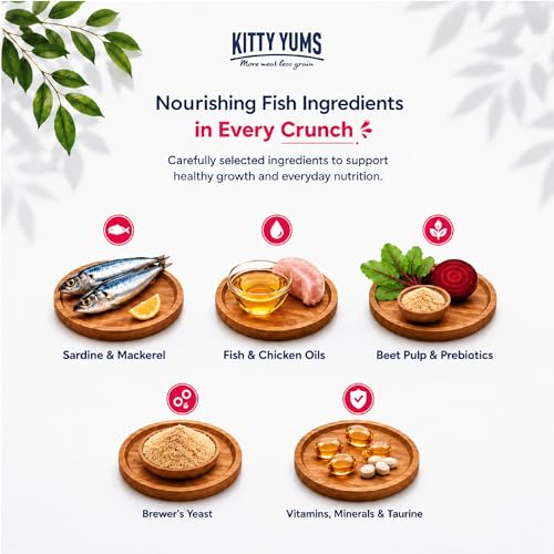 Image of Kitty Yums Kitten (1-12 Months) Dry Cat Food 1kg Pack with Free Container Pack | Ocean Fish Flavour | Supports Heart Health | Healthy Brain Development | Digestive Health | Supports Immunity