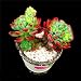 Succulent Live Plant "Echeveria blue apple"#035