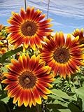 30PCS Dwarf Sunflower Seeds Non-GMO Open-Pollinator Flower Seeds Heirloom