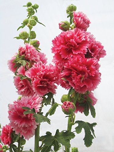 Burpee Chaters Pink Hollyhock Seeds 75 Seeds #TOP1