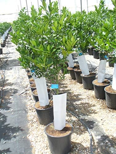 1 Árbol Limonero/Citrus Eureka 135-145 cm