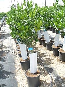 Eigene Produktion Citrus Eureka Zitronenbaum ca. 135-140 cm