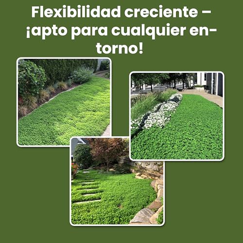 Miniatura 8 de Lerava Semillas Trebol - Blanco Enano 200g - 50m Fija El Nitrógeno, Mejora La Fertilidad Del Suelo - Ideal Para Césped Y Jardines - Siembra Fácil, Floración Blanca, Resistente A La Sombra Moderada
