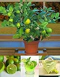 cuidados bonsai citrus kinzu Satisfactory service ShopMeeko Seeds:20pcs/Bag Kaffir Lime Plants Lime Plants (Citrus Aurantifolia) Organic Fruit Plants Bonsai Fruit Lemon Tree For Home Garden : Green