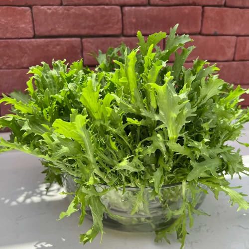 comprare indivie resistenti per giardini rocciosi semi di indivia rampicanti esotiche decorazioni da giardino per esterni da giardino perenni resistenti balcone 100semi