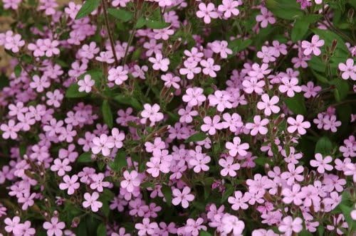 Seedville Rock Soapwort Flower Seeds - Thumbnail 2