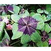 Complete Spring Flower Bulb Garden - 10 Bulbs Tulip/Crocus/Ranunculus Bulbs Continuous Blooms (Spring Color from March Through June) - Large Size Jumbo Bulbs (Iron Cross Oxalis Bulbs)