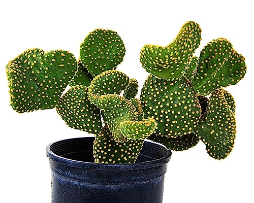 Cactus Outlet - Opuntia Microdasys Prickly Pear Cactus Plants Live - Live Cactus Plants - Opuntia Microdasys - Prickly Pear Plant Live - Landscape Ready Cactus Plants Live Delivered Right To Your Door #TOP3
