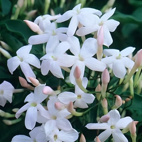 Plant Theory 60cm Cane Jasminum polyanthum Many Flowered Jasmine White Flowering Vine Climbing Plant 3L Pot