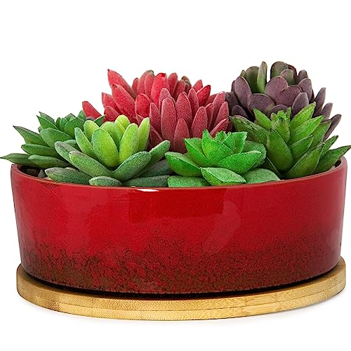 ARTKETTY Sukkulententententöpfe, 17,8 cm, Bonsai-Töpfe aus Keramik mit Abtropfschale, flache Pflanzgefäße für Kakteen, Bonsai-Bäume, runder glasierter Behälter, Schreibtisch-Dekoration (rot) ARTKETTY Sukkulententententöpfe, 17,8 cm, Bonsai-Töpfe aus Keramik mit Abtropfschale, flache Pflanzgefäße für Kakteen, Bonsai-Bäume, runder glasierter Behälter, Schreibtisch-Dekoration (rot)