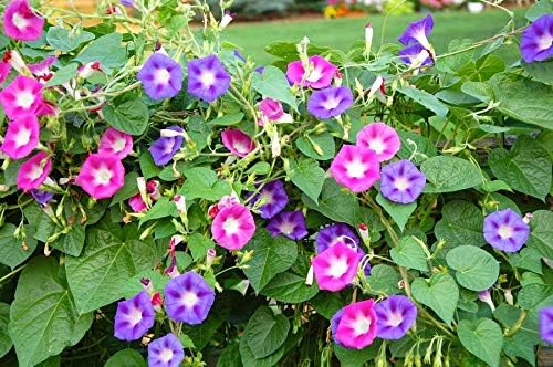 Miniatura 4 de Morning Glory Purple Mix Flores anuales para plantar
