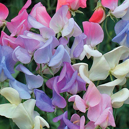 Sweet Pea 'Elegant Ladies' Seeds Hardy Annual Flower Garden Plants Easy to Grow Your Own 1 Packet of...