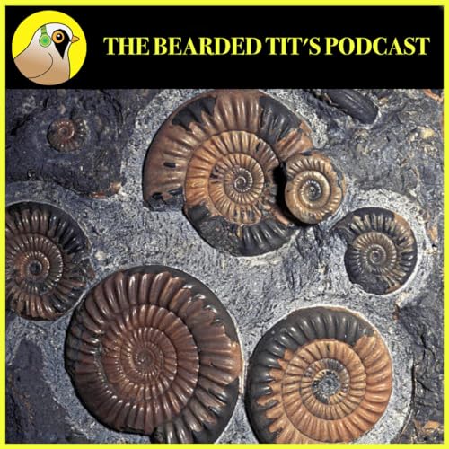 Hunting for Fossils ft Eli Wait #172 cover art