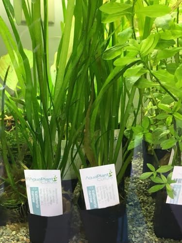 Live Aquarium Plant Thin Vall Bunches - Vallisneria