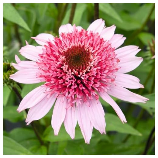 Echinacea purpurea Papallo Semi Double Pink Coneflower Plant - Stunning Bright Pink Blooms, Pollinator Friendly, Long Flowering Season - 3 Litre Pot x 1 - Thompson & Morgan