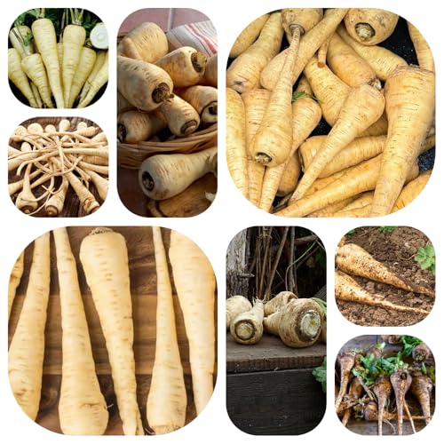 semillas de chirivía para balcón en al aire libre, resistentes, variedades antiguas, interior exóticas cultivo 500pcs