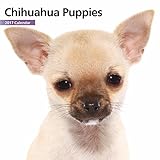Magnet & Steel 2017 Chihuahua Puppies Calendar, Mini Calendar