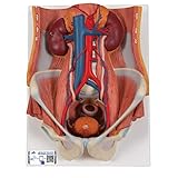 3B Scientific K32 Dual Sex 6-part Urinary System - 3B Smart Anatomy