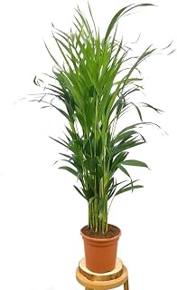 PLANTA NATURAL ARECA LUTESCENS M17 90CM PERFECTA PARA INTERIOR