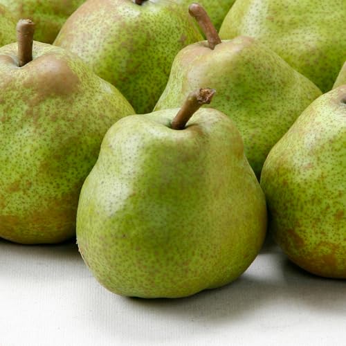 先行予約 ラ・フランス ◯秀品 約3kg(6~12個程度) 2026年産 11月中旬~12月中旬頃発送 ※沖縄・離島への配送不可 sb-lamsx3