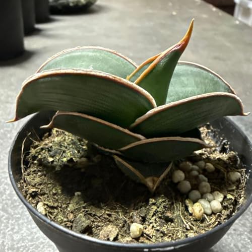 超希少 スノーホワイト 超特大 サンスベリア ロリダ サボテン アガベ