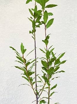 月桂樹さん専用 Amazon | 月桂樹株立ち (ゲッケイジュ) ローリエ 8号鉢 | 植木