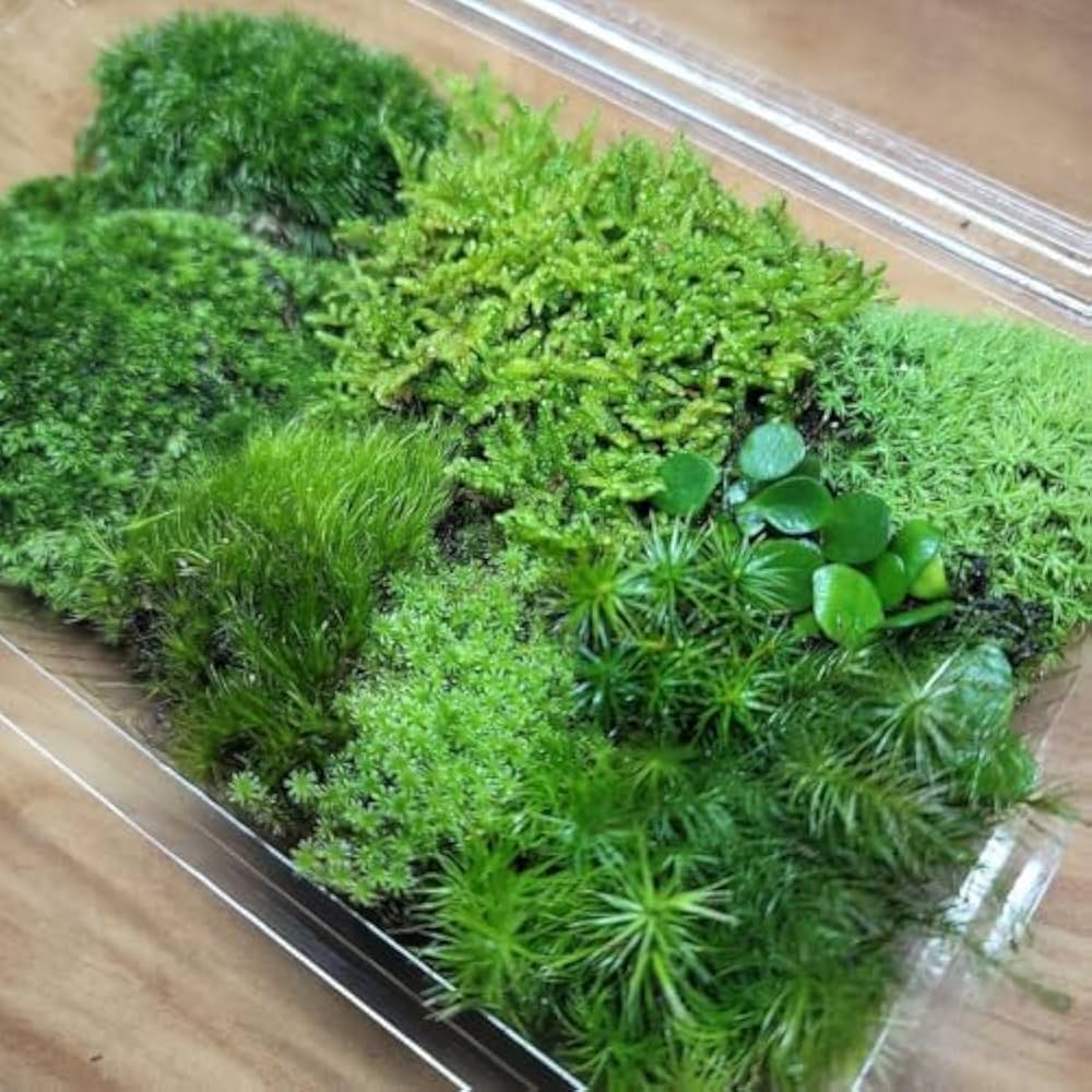苔テラリウム　No.４９１ Make a moss terrarium for 