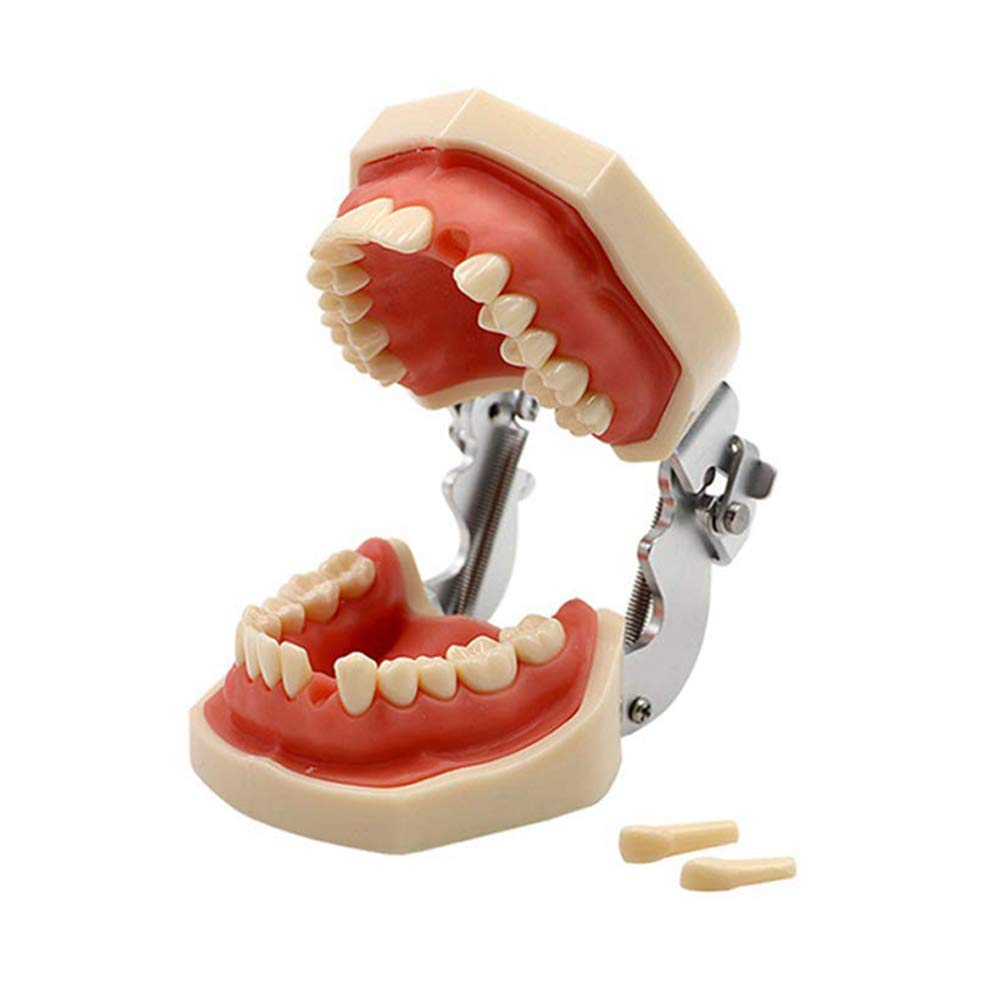 Modelo Dental Tipodonto Estándar 28 Dientes Goma Blanda Demostración Docente