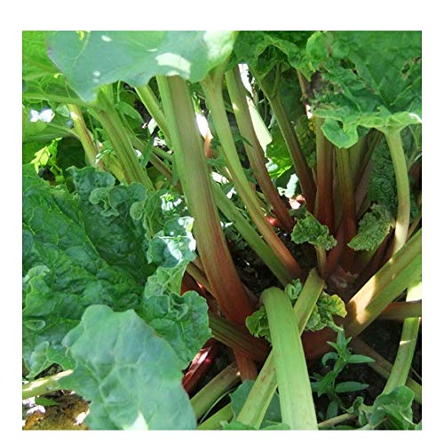 Premier Seeds Direct RHU01 - Semillas para Verduras (ruibarbo)