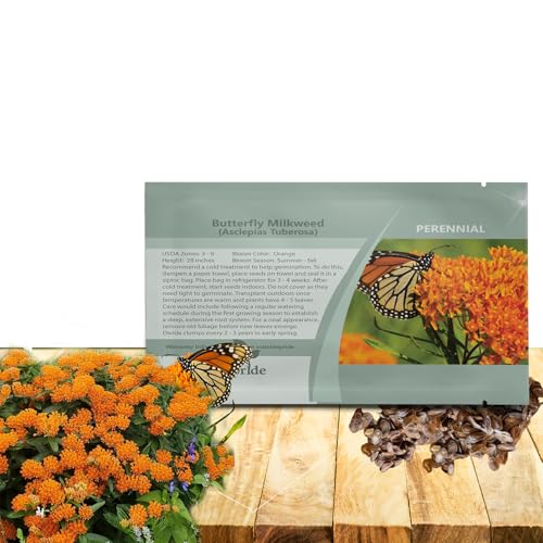 Outsidepride Butterfly Milkweed Seeds - 500 Pcs Perennial, Heat & Humid Tolerant, Pollinator-Friendly Wildflower Seeds, Ideal for Monarch Butterflies, Cut Flowers, Borders, or Meadows