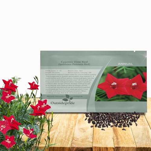 Image of Outsidepride Red Cypress Vine Seeds - 200 Pcs Annual Flower Seeds with Nectar-Rich, Star-Shaped Flowers & Feathery, Fern-Like Leaves for Fences, Trellises, Pergolas & Vertical Gardens