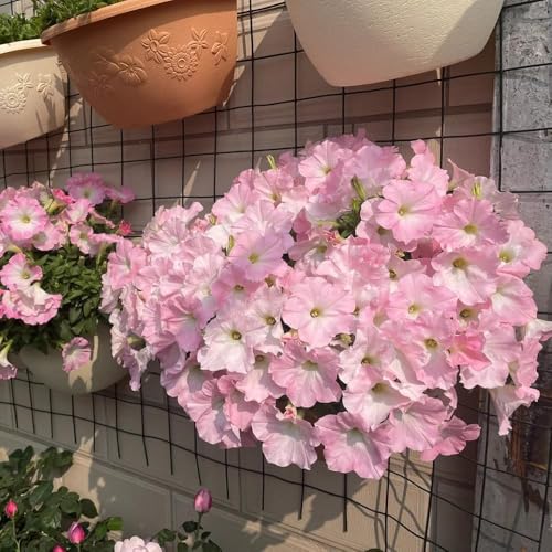 700 pezzi semi di petunia - perenne resistenti, semi di giardino interni perenne selvatiche resistenti, giardino