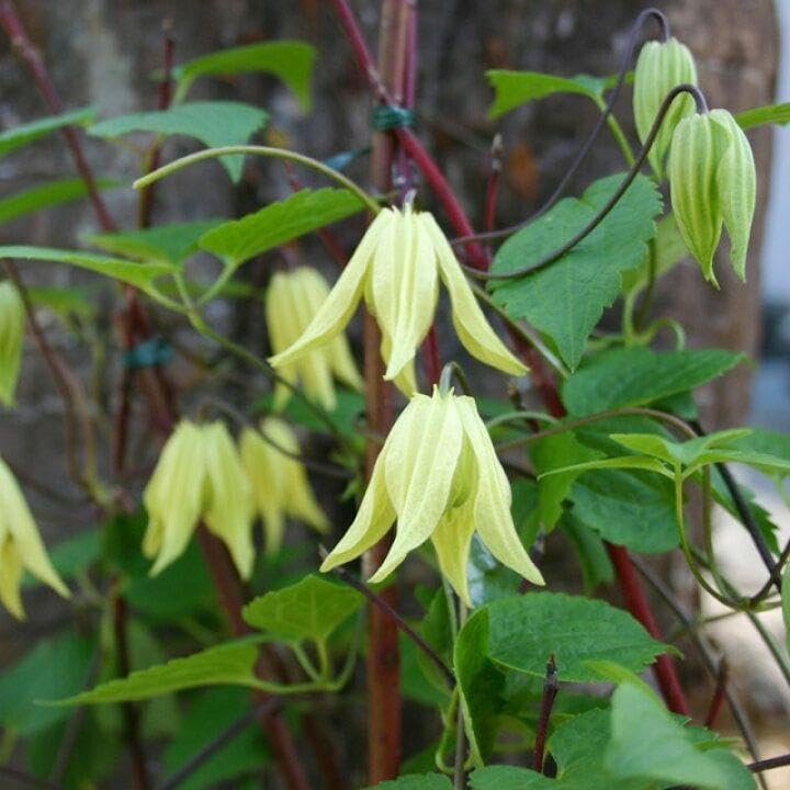クレマチス苗 アトラゲネ系 【マクロペタラ ウェッセルトン】