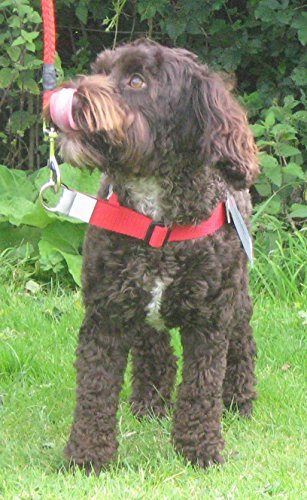 Arnés antitirones, para adiestramiento, color rojo