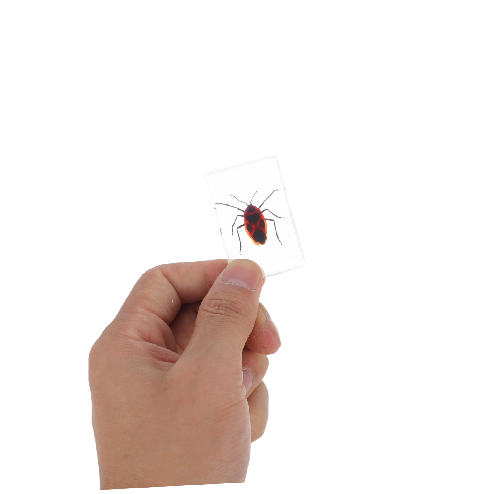 GALPADA 6 Pièces Spécimens Insectes en Résine Science, Presse-papiers Élégant en Résine, Décoration Bureau et Espace de Travail, Collection Éducative Biologique