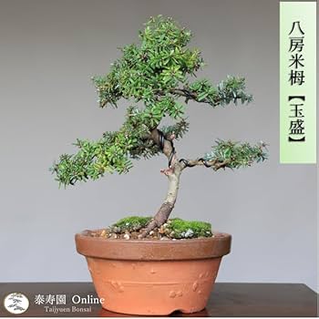 Amazon.co.jp: 八房米栂(コメツガ)『玉盛』ギョクセイ 小品盆栽