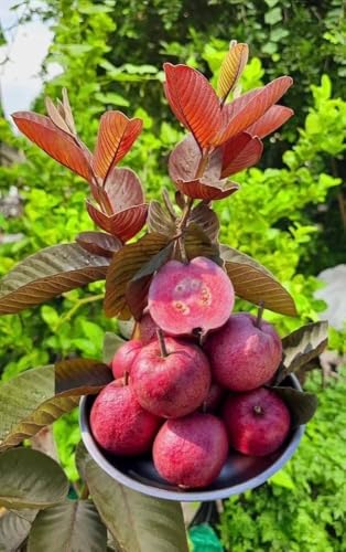 Image of Taiwan Pink Guava Plant Healthy Pink Guava plant grown By Air layering And Grafting For Early Fruiting Taiwan guava plant,CF SG53