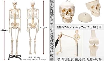 【新品】等身大 人体骨格模型 170cm 神経根有り キャスター付き (1体) 新品】等身大 人体骨格模型 170cm 神経根有り キャスター付き (1体
